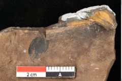 Foto (Detailsansicht) von Quercus palaeoilex Ettingshausen (NHMW-GEO-2024-0188-0973)